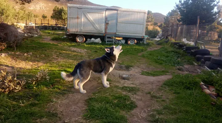 A husky offering a bark for interpretation
